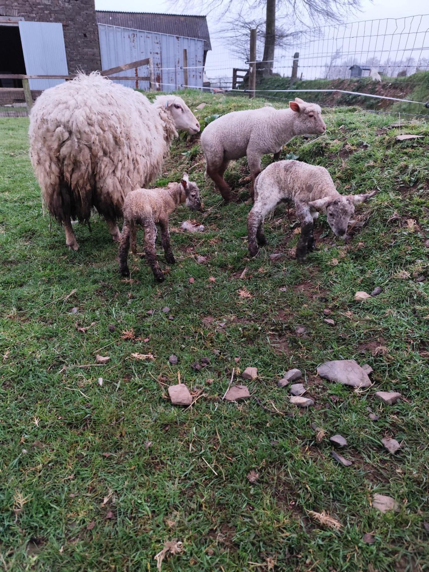 La Billardiere Camping A La Ferme Le Menil-Ciboult ภายนอก รูปภาพ